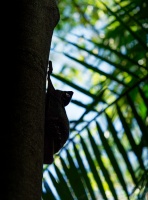 Letucha malajska - Galeopterus variegatus - Sunda flying lemur o4619